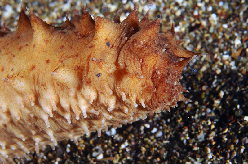 Oloturia sp